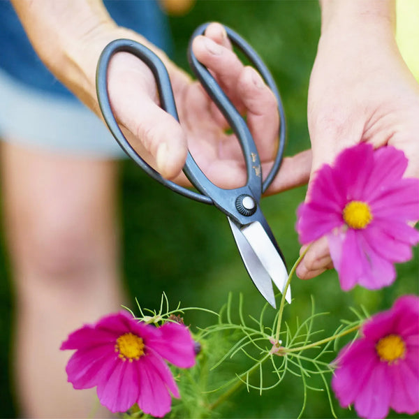Fab little Japanese garden scissors, absolutely brilliant for cut flowers, dead-heading and light pruning, as well as for pottering about aimlessly looking for something to snip