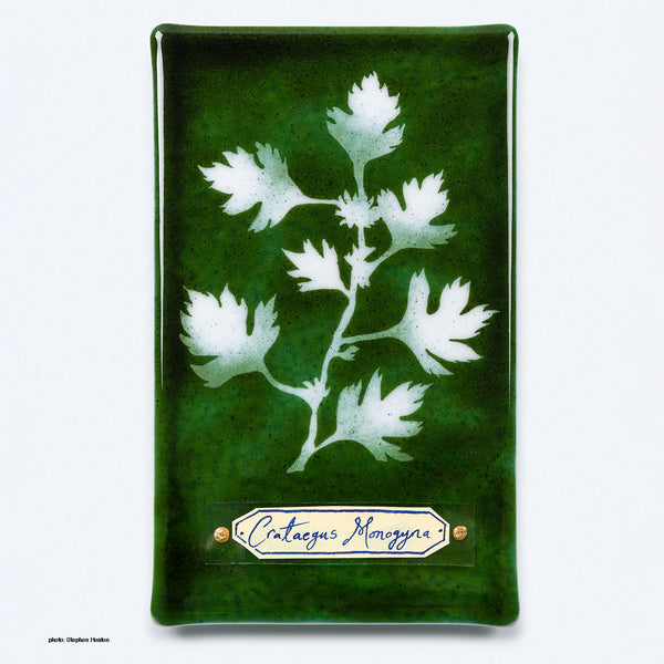Handmade glass cyanotype wall panel by Verity Pulford. 'Crataegus Monogyna' or Hawthorn hedging is a fast-growing, deciduous native hedge plant, also known as May Flower
