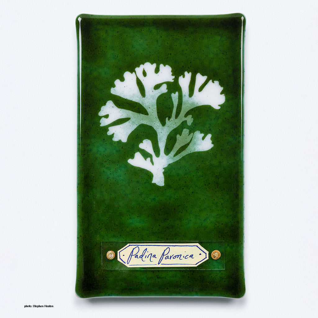 Handmade glass cyanotype wall panel by Verity Pulford featuring Padina Paronica, an algae found in the warm waters of the Mediterranean. The delicate, leafy fronds spiral into a funnel shape, earning it the name ‘peacock's tail.’
