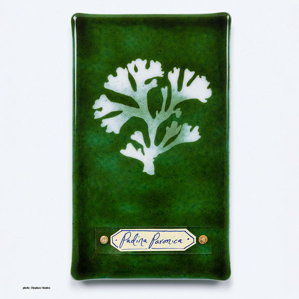 Handmade glass cyanotype wall panel by Verity Pulford featuring Padina Paronica, an algae found in the warm waters of the Mediterranean. The delicate, leafy fronds spiral into a funnel shape, earning it the name ‘peacock's tail.’
