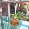 Smal Botanical Contemporary Ceramic Sculpture by Michelle Young Hares at the Bluecoat Display Centre